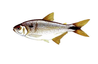 lambari